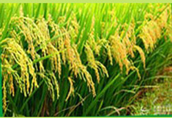 ��ؐ��(d��ng)�ҽ����ЙC�׷۾��⌚���I�B(y��ng)