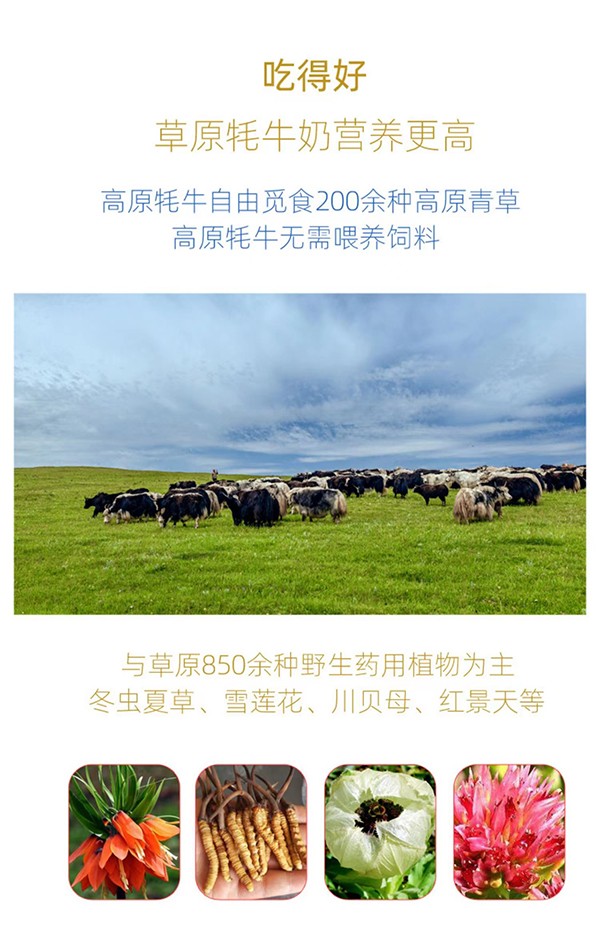紅原牦牛奶粉 (3).jpg