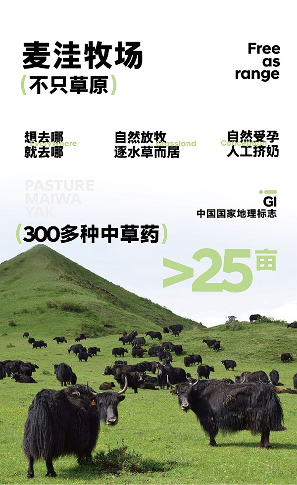 紅原牦牛奶粉 (1).jpg