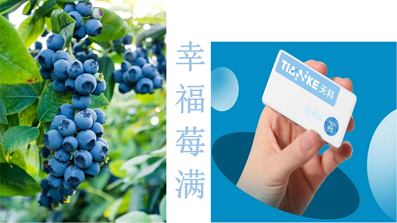 天科無糖清口爆珠 藍莓味.png 天科無糖清口爆珠 藍莓味.png