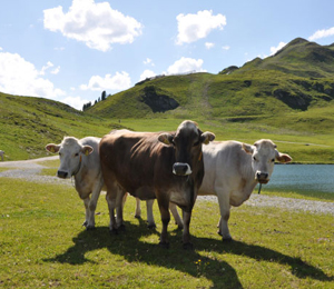 �W��������ʿ����